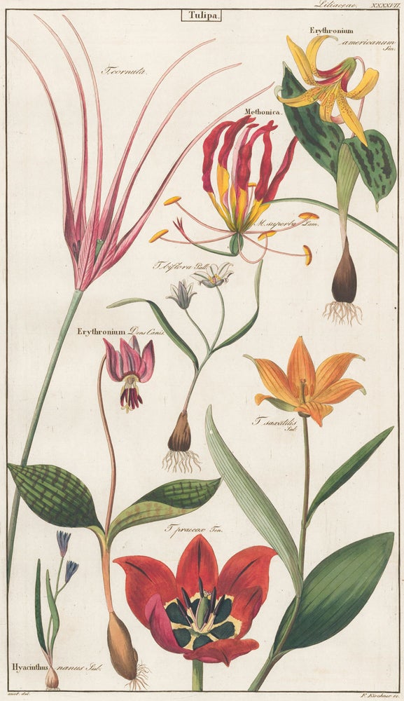 Item nr. 151774 XXXXVII. Liliaceae. David Dietrich.