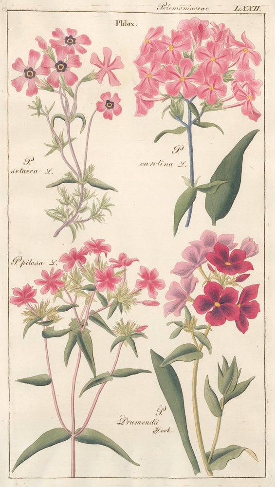 Item nr. 151775 LXXII. Polemoniaceae. David Dietrich.