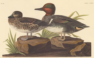 Item nr. 151875 American Green winged Teal. John James Audubon