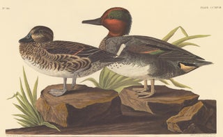 American Green winged Teal.