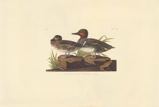American Green winged Teal.