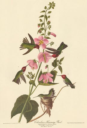 Item nr. 151880 Columbian Humming Bird. John James Audubon