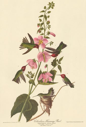 Item nr. 151880 Columbian Humming Bird. John James Audubon.