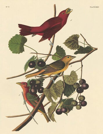 Item nr. 151883 Summer Red Bird. John James Audubon.