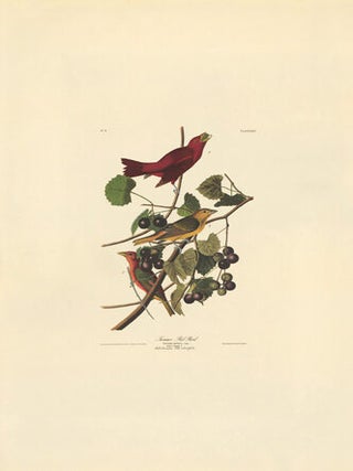 Summer Red Bird.