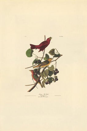 Summer Red Bird.