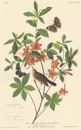 Item nr. 151884 Brown Headed Worm Eating Warbler. John James Audubon