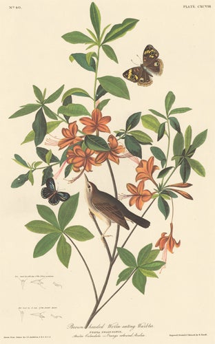Item nr. 151884 Brown Headed Worm Eating Warbler. John James Audubon.
