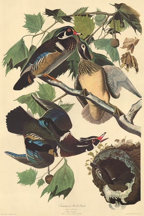 Item nr. 151891 Summer or Wood Duck. John James Audubon