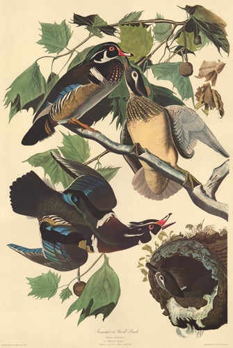 Item nr. 151891 Summer or Wood Duck. John James Audubon.