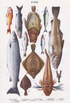 Item nr. 152090 Fish. Mrs. Beeton's Book of Household Management. Isabella Beeton