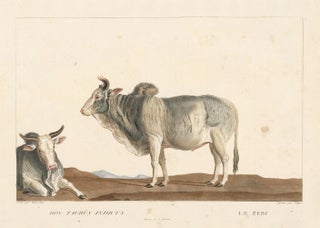 Item nr. 152177 Zebu, or Brahman. La Ménagerie du Muséum National d'Histoire Naturelle. Simon...