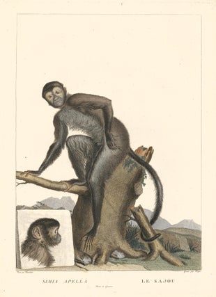 Item nr. 152182 Tufted Capuchin. La Ménagerie du Muséum National d'Histoire Naturelle. Simon...