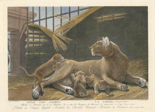 Item nr. 152186 Lionness. Ménagerie du Muséum National d'Histoire Naturelle. Simon Charles...