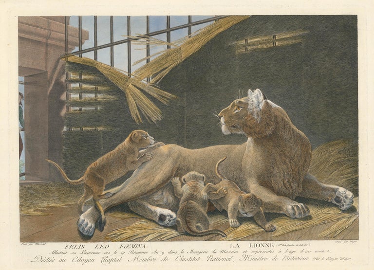 Item nr. 152186 Lionness. Ménagerie du Muséum National d'Histoire Naturelle. Simon Charles Miger, Nicolas Marechal, Georges Cuvier, Bernard Germain de Lacepede.