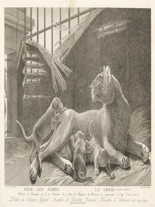 Lionness. Ménagerie du Muséum National d'Histoire Naturelle.
