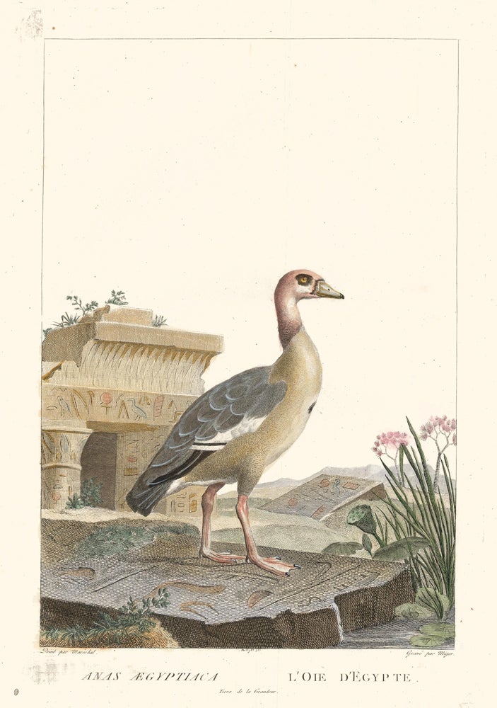 Item nr. 152187 Egyptian Goose. La Ménagerie du Muséum National d'Histoire Naturelle. Simon Charles Miger, Nicolas Marechal, Bernard Germain de Lacepede, Georges Cuvier.