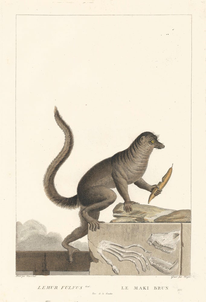 Item nr. 152199 Common Brown Lemur. La Ménagerie du Muséum National d'Histoire Naturelle. Simon Charles Miger, Nicolas Marechal, Bernard Germain de Lacepede, Georges Cuvier.