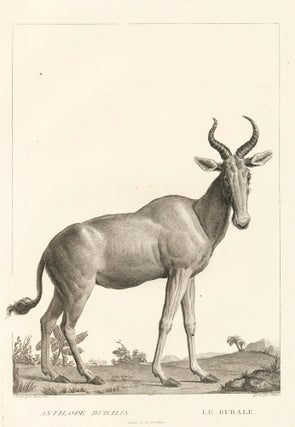 Item nr. 152203 Bubal antelope, or bubal hartebeest [extinct] . La Ménagerie du Muséum National...