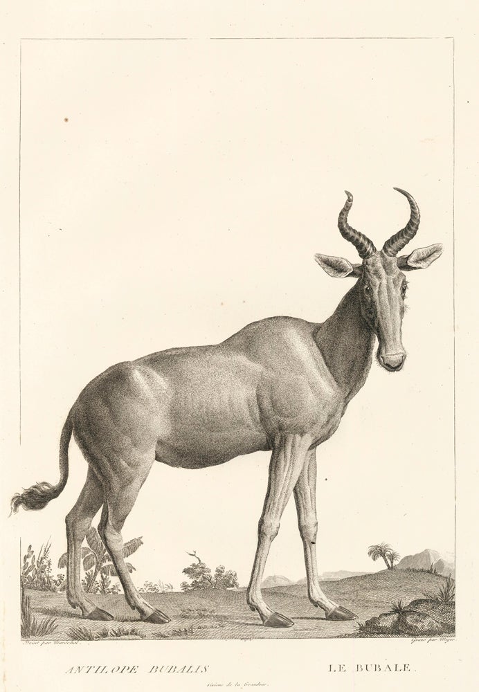 Item nr. 152203 Bubal antelope, or bubal hartebeest [extinct] . La Ménagerie du Muséum National d'Histoire Naturelle. Simon Charles Miger, Nicolas Marechal, Georges Cuvier, Bernard Germain de Lacepede.