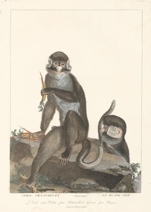 Item nr. 152204 White-Nosed Monkey. La Ménagerie du Muséum National d'Histoire Naturelle. Simon...