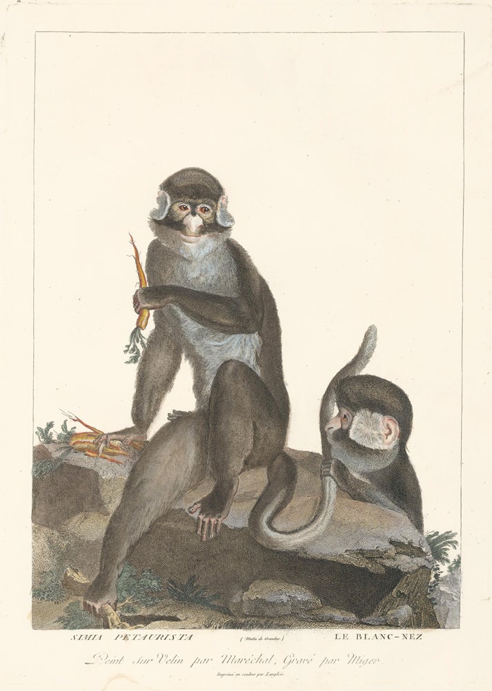 Item nr. 152204 White-Nosed Monkey. La Ménagerie du Muséum National d'Histoire Naturelle. Simon Charles Miger, Nicolas Marechal, Georges Cuvier, Bernard Germain de Lacepede.