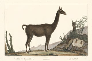 Item nr. 152211 Llama. La Ménagerie du Muséum National d'Histoire Naturelle. Simon Charles...