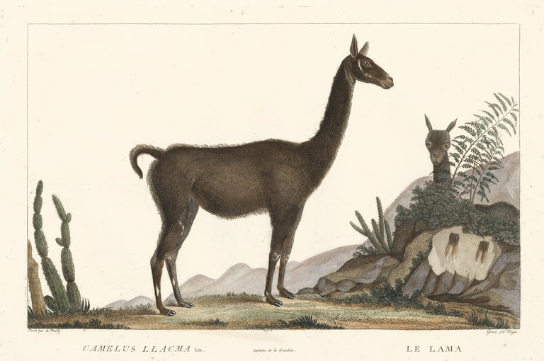 Item nr. 152211 Llama. La Ménagerie du Muséum National d'Histoire Naturelle. Simon Charles Miger, Nicolas Marechal, Georges Cuvier, Bernard Germain de Lacepede.