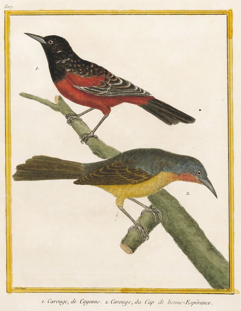 Item nr. 152294 Carouge, de Ceyenne and Carouge, du Cap de bonne-Esperance. Histoire Naturelle des Oiseaux. Georges Louis Buffon.