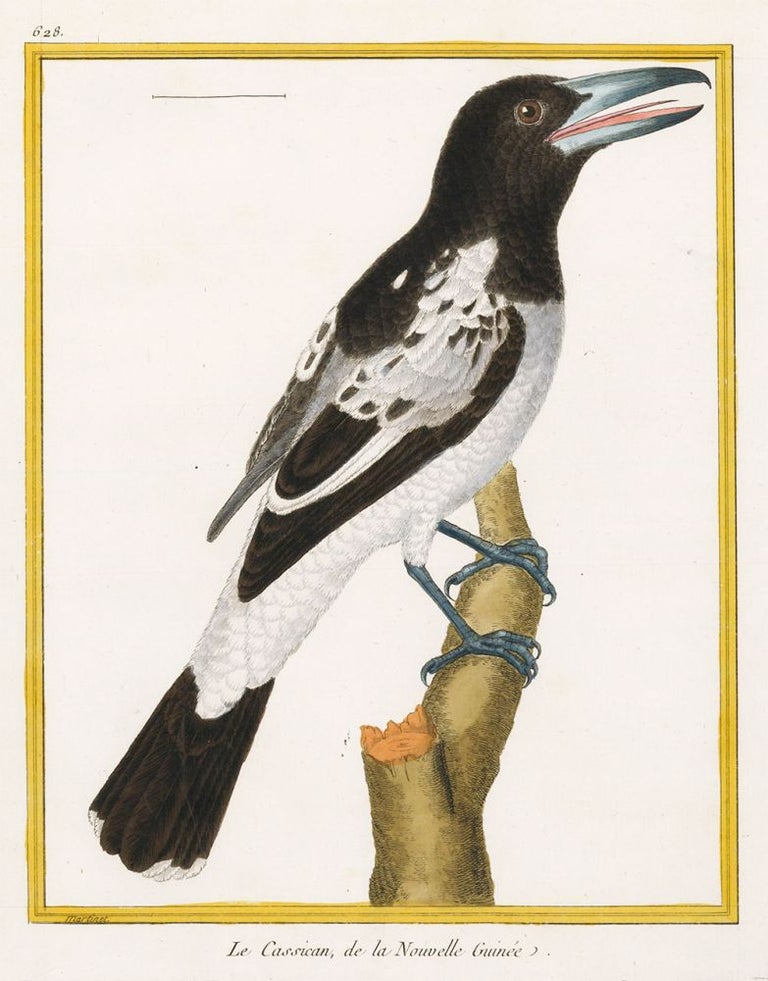 Item nr. 152301 La Cassican, de la Nowelle Guinee. Histoire Naturelle des Oiseaux. Georges Louis Buffon.