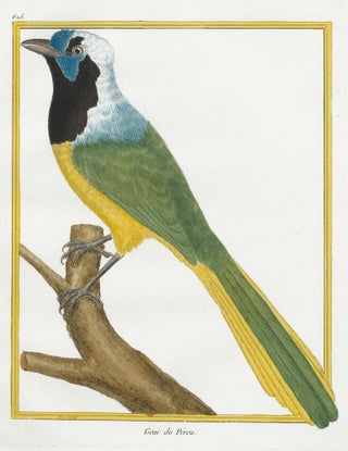 Item nr. 152304 Geai du Perou, de la Nowelle Guinee. Histoire Naturelle des Oiseaux. Georges...