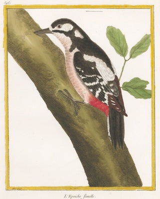 Item nr. 152310 L'Epeiche femelle. Histoire Naturelle des Oiseaux. Georges Louis Buffon