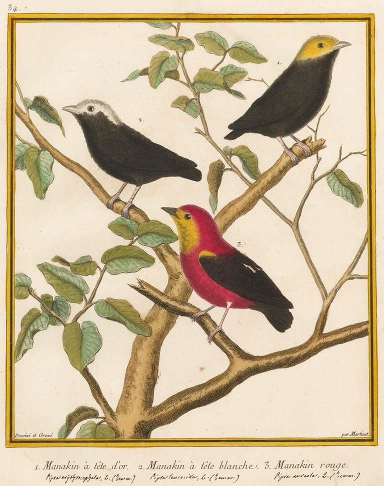 Item nr. 152313 Manakin a tete d'or, Manakin a tete blanche and Manakin rouge. Histoire Naturelle des Oiseaux. Georges Louis Buffon.
