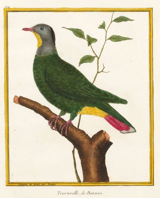 Item nr. 152316 Tourterelle, de Batavia. Histoire Naturelle des Oiseaux. Georges Louis Buffon