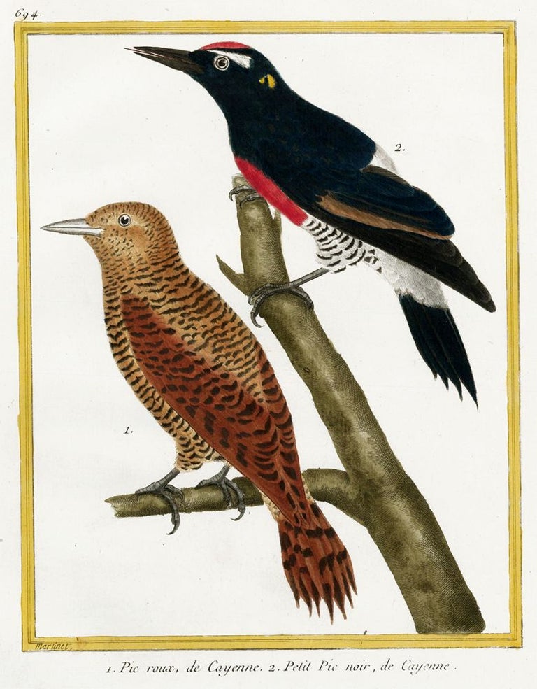 Item nr. 152319 Pic roux, de Cayenne and Petit Pic noir, de Cayenne. Histoire Naturelle des Oiseaux. Georges Louis Buffon.