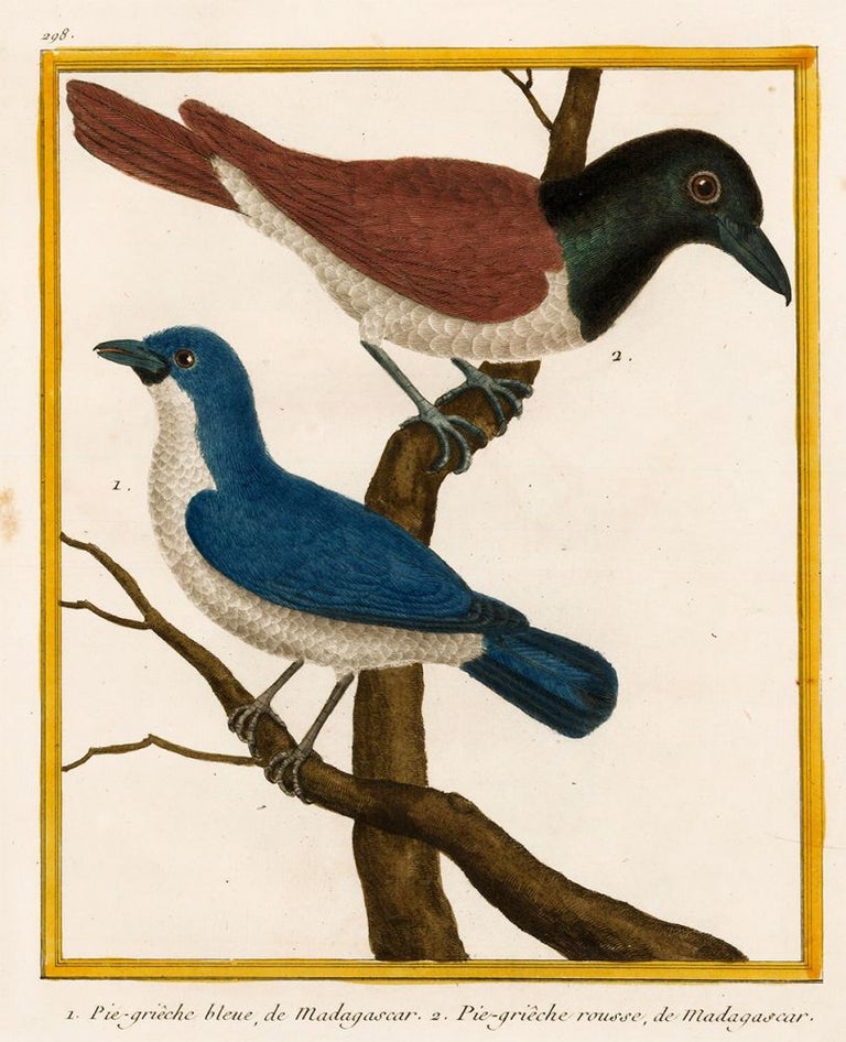 Item nr. 152321 Pie-grieche bleue, de Madagascar and Pie-grieche rousse, de Madagascar. Histoire Naturelle des Oiseaux. Georges Louis Buffon.