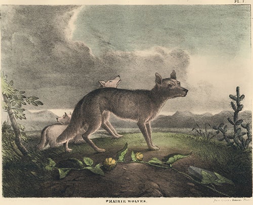 Item nr. 152332 Prarie Wolves. The Cabinet of Natural History and American Rural Sports. Thomas Doughty.