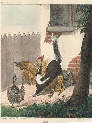 Item nr. 152346 Skunk. The Cabinet of Natural History and American Rural Sports. Thomas Doughty