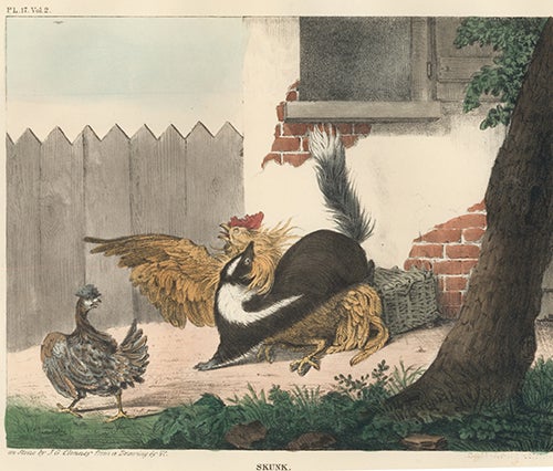 Item nr. 152346 Skunk. The Cabinet of Natural History and American Rural Sports. Thomas Doughty.