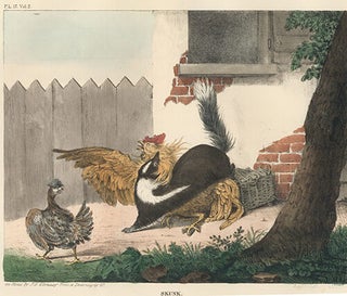 Skunk. The Cabinet of Natural History and American Rural Sports.