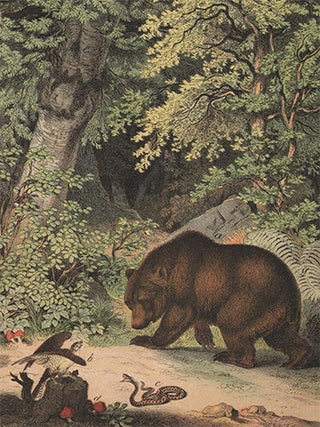 Item nr. 152610 Brown Bear. The Instructive Picture Book. Adam White, M H. H J