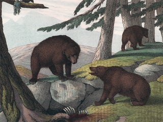 Item nr. 152612 Grizzly Bears. The Instructive Picture Book. Adam White, M H. H. J