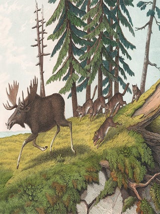 Item nr. 152614 Moose. The Instructive Picture Book. Adam White, M H. H J
