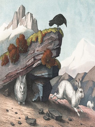 Item nr. 152615 Alpine Hare. The Instructive Picture Book. Adam White, M H. H J