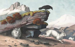 Item nr. 152615 Alpine Hare. The Instructive Picture Book. Adam White, M H. H. J