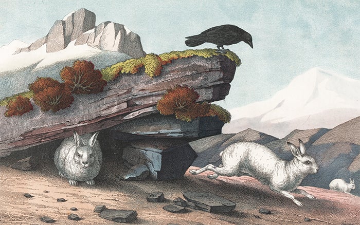 Item nr. 152615 Alpine Hare. The Instructive Picture Book. Adam White, M H. H. J.
