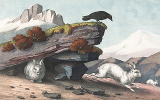 Alpine Hare. The Instructive Picture Book.