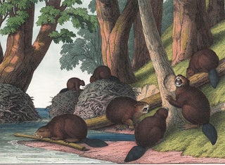 Item nr. 152617 Beaver. The Instructive Picture Book. Adam White, M H. H. J