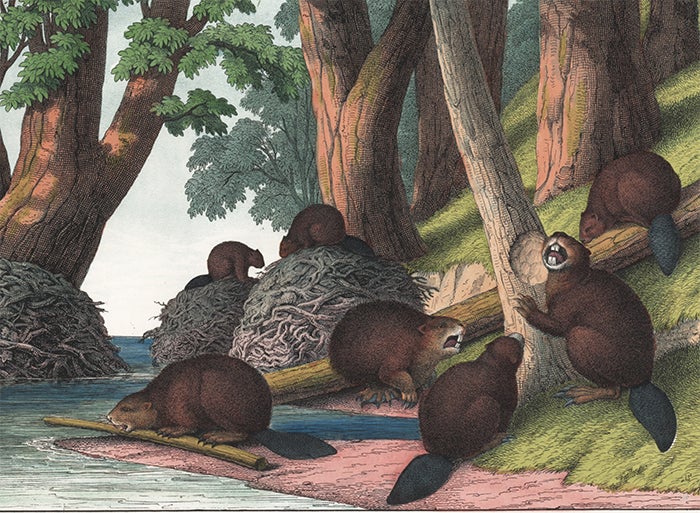 Item nr. 152617 Beaver. The Instructive Picture Book. Adam White, M H. H. J.