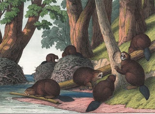 Beaver. The Instructive Picture Book.